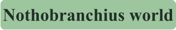 Nothobranchius world