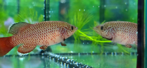 Winner fish