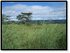 Floodplain near the village Sange-DRCH.2008-06