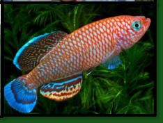 Nothobranchius polli Kyembe DRCH 2008-02 