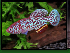 N.malaissei 
