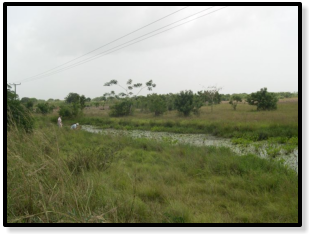 Location Ada GH 06-5 - here we found both kiyawensis and thierryi.  (Photo: Maud Rosenstock)