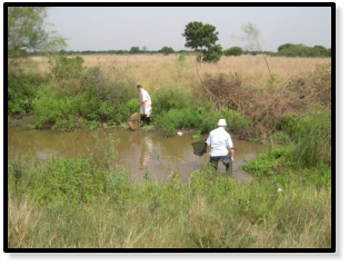  Location GH 06-3 was very muddy and it was hard to collect fishes here in November (Photo: Maud Rosenstock)