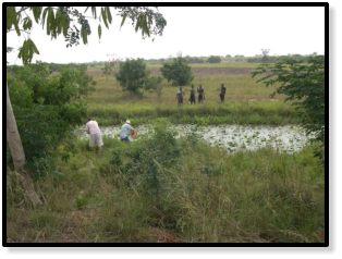 Location Ada GH 06-5 is a roadside pool just a few meters from the Accra-Ada road.   (Photo: Maud Rosenstock)
