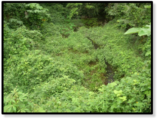 This is location Elubo GH 06-7, where we found Epiplatys chaperi and ONE Archiaphyosemion petersi.( Photo: John Rosenstock)