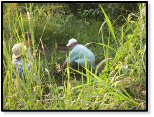 We tried in vain to find Fp. walkeri in this little stream under the main road.   (Photo: Maud Rosenstock)