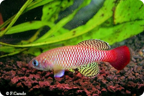 Nothobranchius palmqvisti  Ramisi KEN 08-23