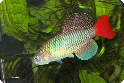 Nothobranchius patrizii  Msumarini KEN 08-