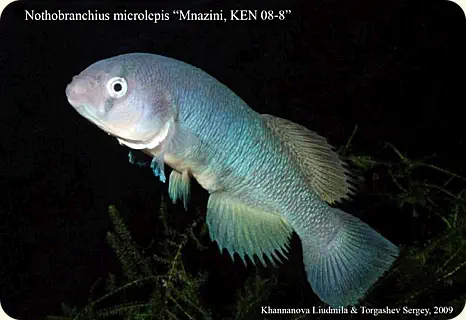 Nothobranchius microlepis  Mnazini KEN 08-8