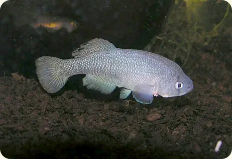 Nothobranchius fasciatus  Mnazini KEN 08-9