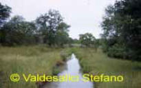 Small stream on Wami River Sistem with N.melanospilus TZL-15-01