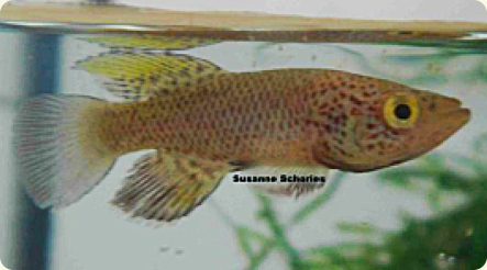 N.orthonotus MZSS 06/2  Nisa