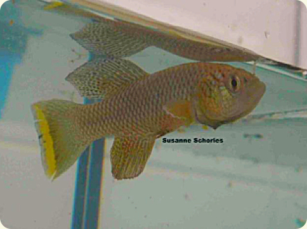 N. furzeri MZSS 2006