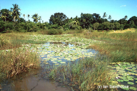 Loc.TAN95-6 Adjacent Mbezi River type locality of N.rubripinnis and N. luekei