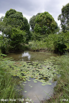 Biotope of N. luekei near from Mbezi River