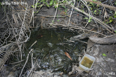  Biotope of N.  ruudwildekampi 1 km north of Jaribu village