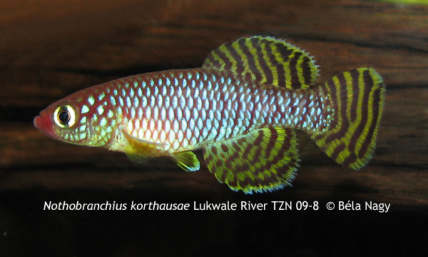 N. ruudwildekampi Lukwale River TZN 09-8