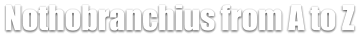 Nothobranchius from A to Z